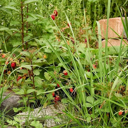 N16 - Gemuetliches Nurdachhaus Mit Schoenem Garten Am See *